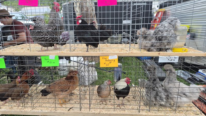 Lucasville Trade Days