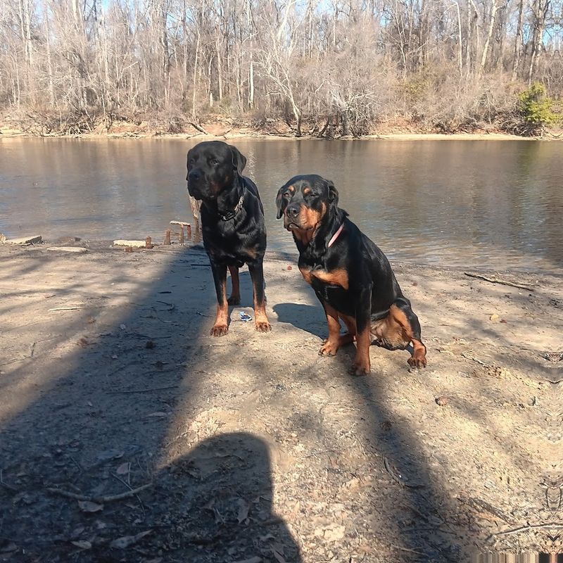 Greenville Offleash Dog Park - Greenville, NC