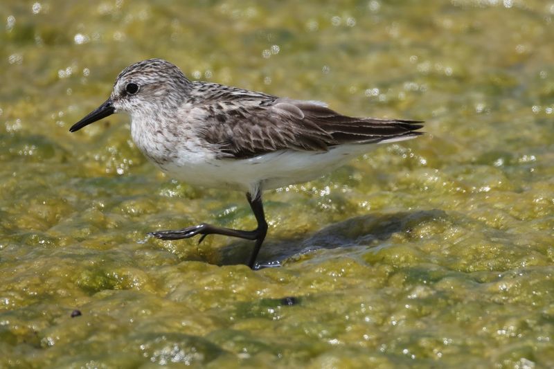 Birdwatching Along the Trail