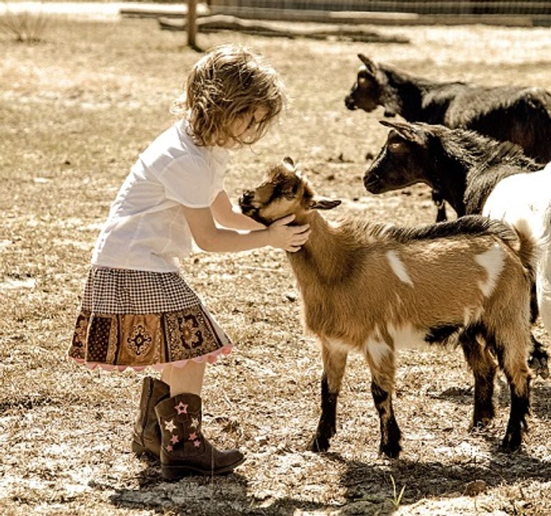 A Lively Herd of Goats