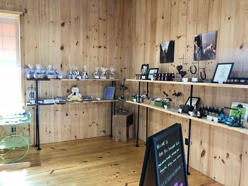 Seasonal Lavender Oil Extraction Demonstrations