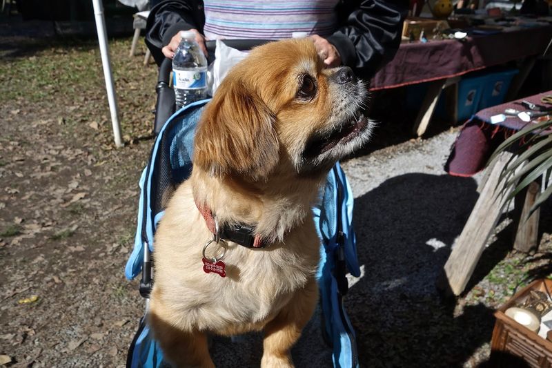 A Pet-Friendly Market Where Four-Legged Friends Are Welcome