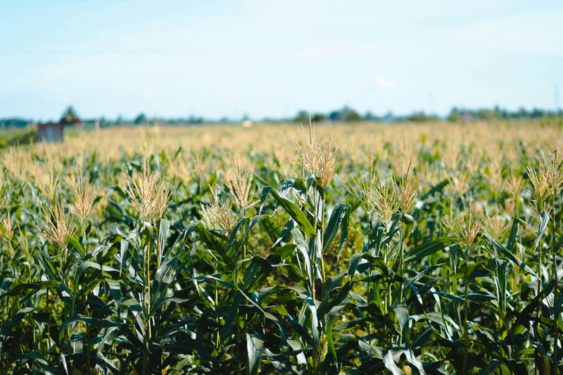 Maize Valley