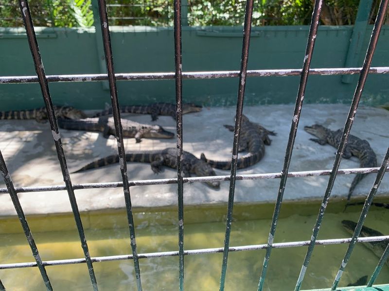 Alligator Feeding Shows