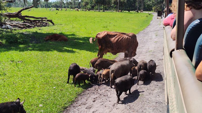 Working Ranch Conservation Balance