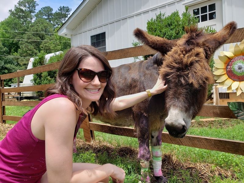 Alpacas, Donkeys, and the Full Animal Lineup