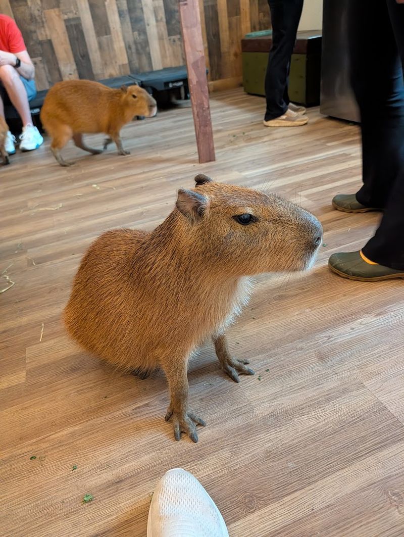 Kid Friendly Game Plan