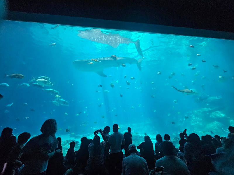 Georgia Aquarium