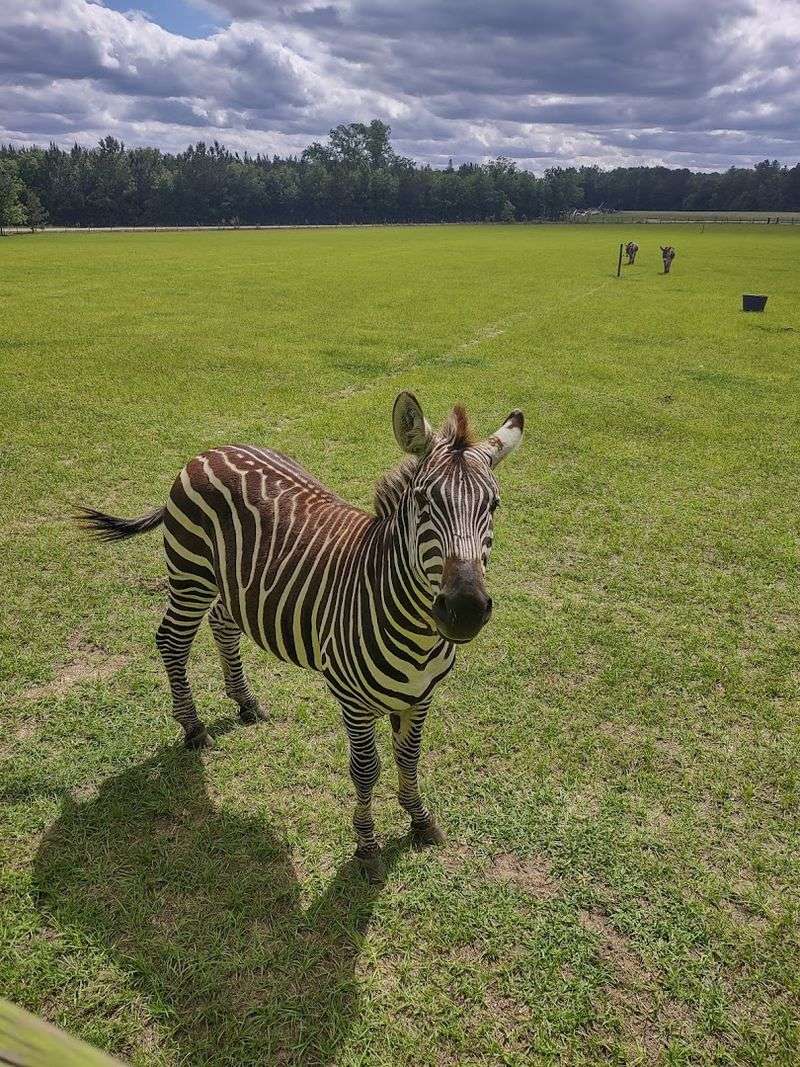 Wild Georgia Safari Park (Metter)