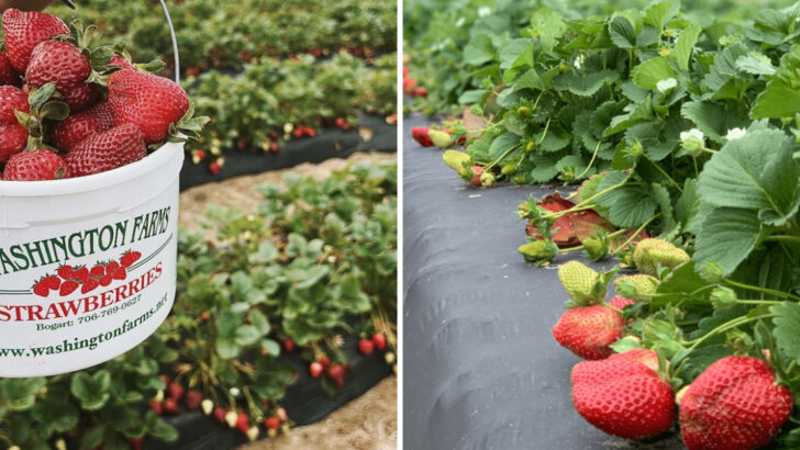 Georgia U-Pick Farms Where Families Can Spend a Full Morning in the Fields