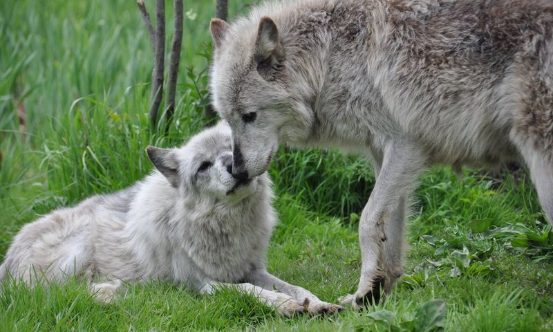 The Unforgettable Howl Experience