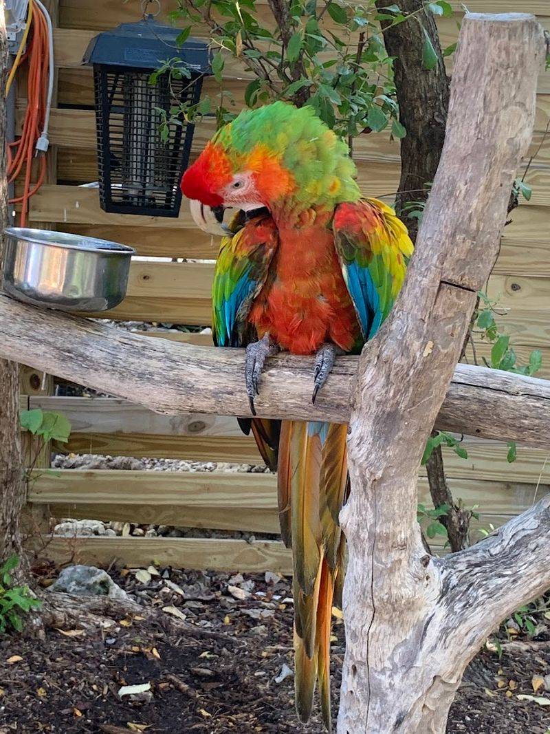 Colorful Parrot Presentations