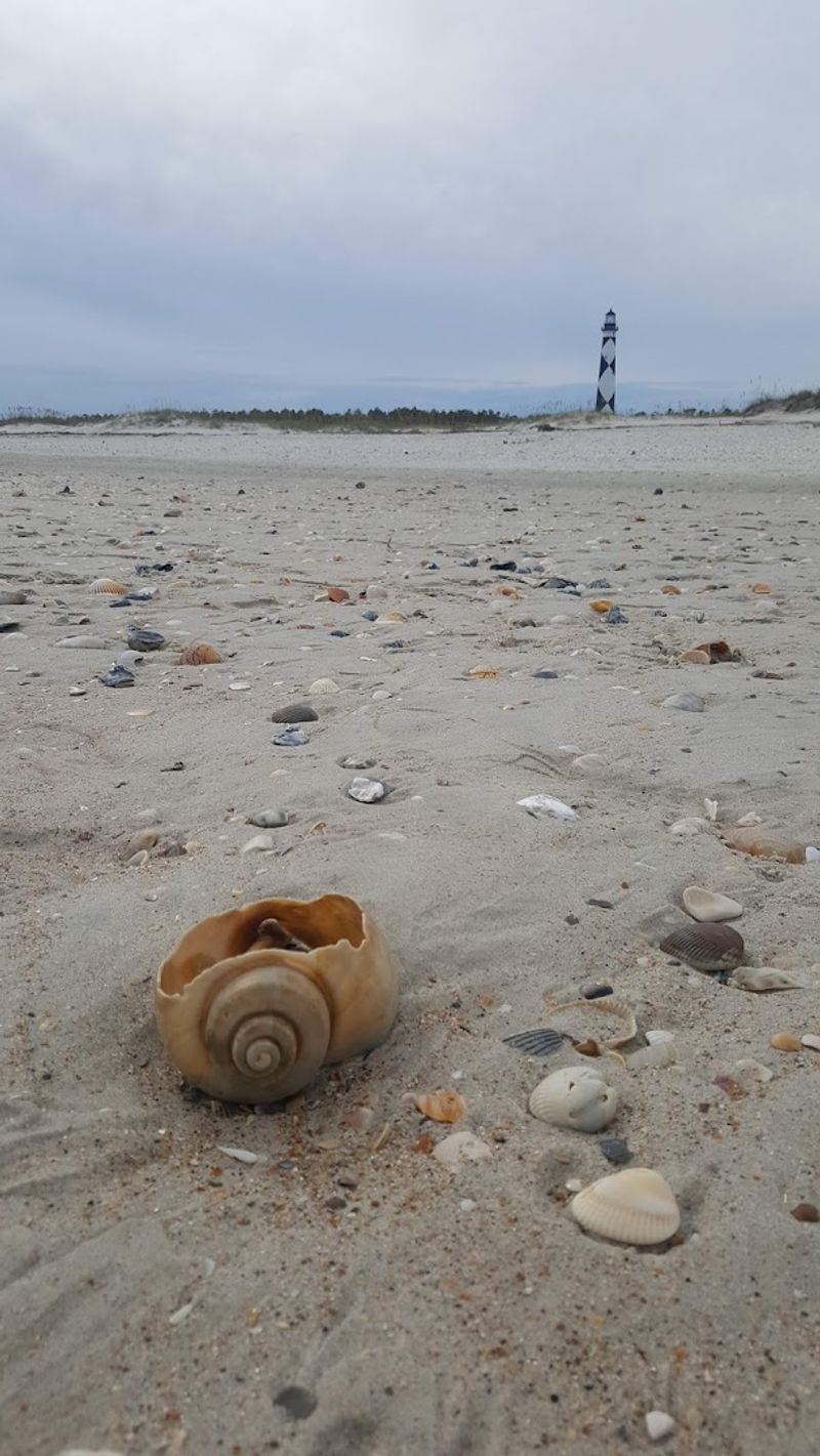 Shell Collecting on the Beaches