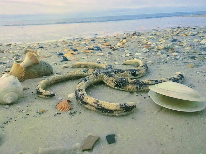 Shelling Along the Shore: A Collector's Hidden Treasure