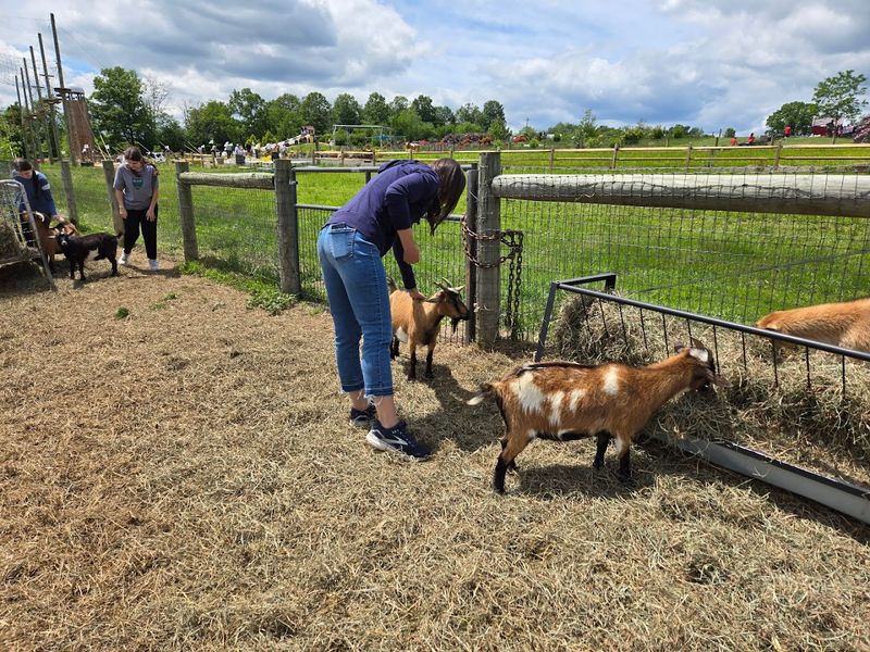 Interactive Goat Encounters & Petting Area