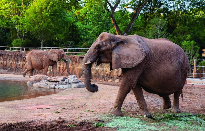 Zoo Atlanta Spring Morning