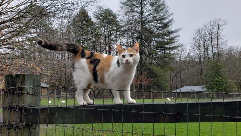 Other Farm Animals and the Beautiful Mountain Setting