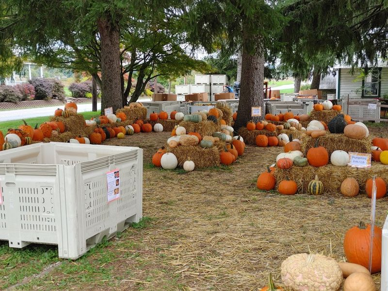 Seasonal Events: Apple Fest, Peach Fest, and More