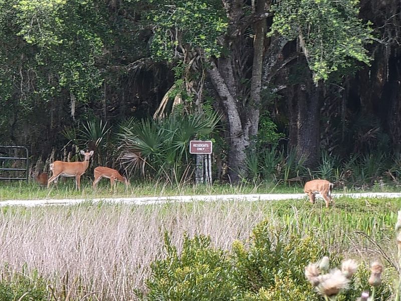 Wildlife Encounters That Will Genuinely Surprise You