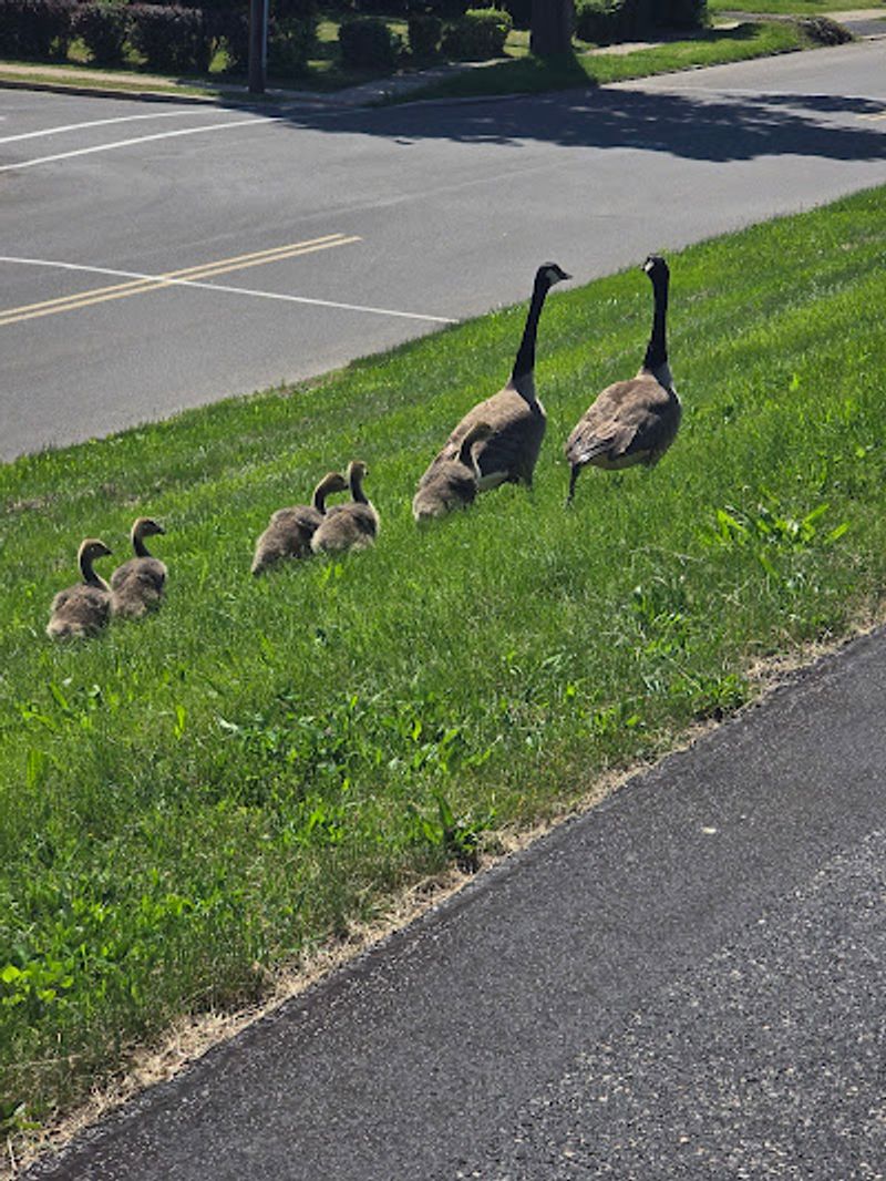 Play the Heron-Spotting Game