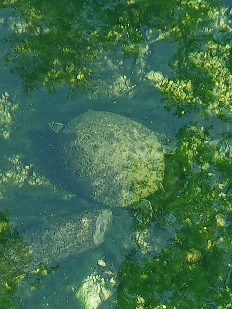 Wildlife Viewing in a Natural Florida Habitat