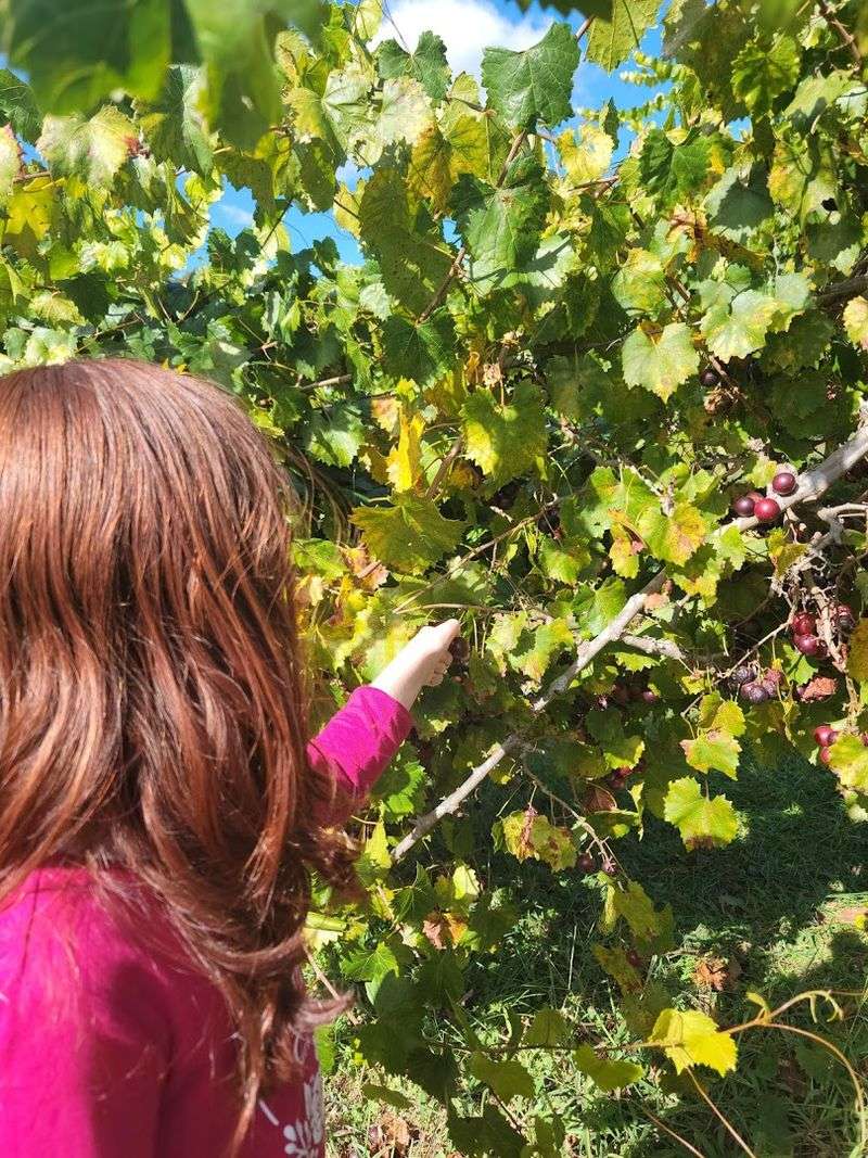 Sugar Hill Berry Farm &ndash; Murrayville, GA