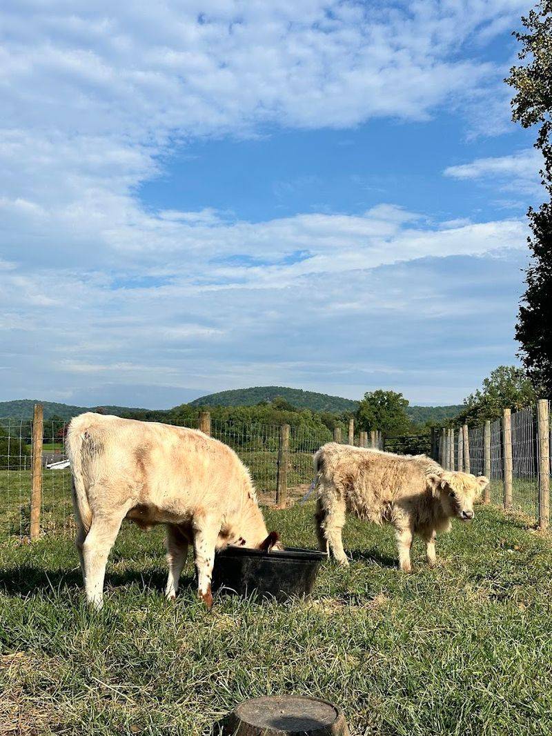 A Scenic Foothills Setting in the Blue Ridge Region