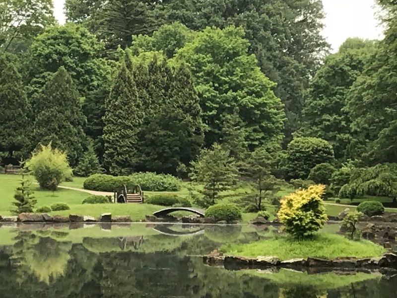 The Conifer Collection