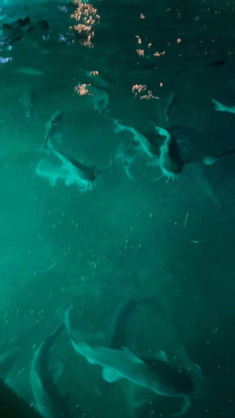 Fish Often Gather Around the Lights