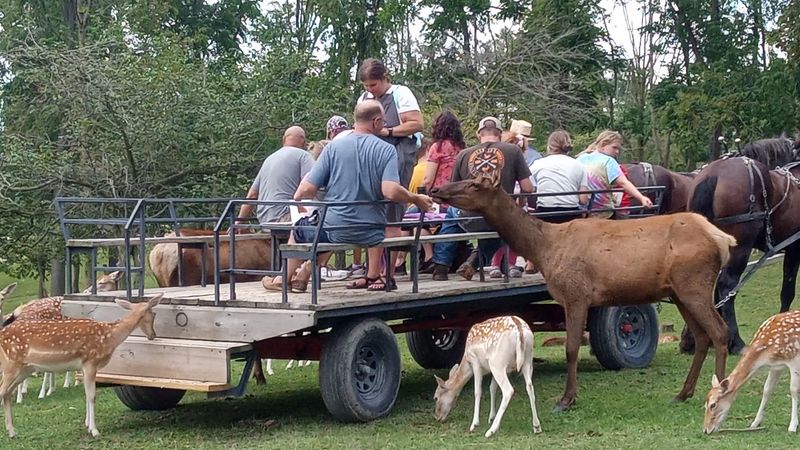 Scenic Horse-Drawn Wagon Safari