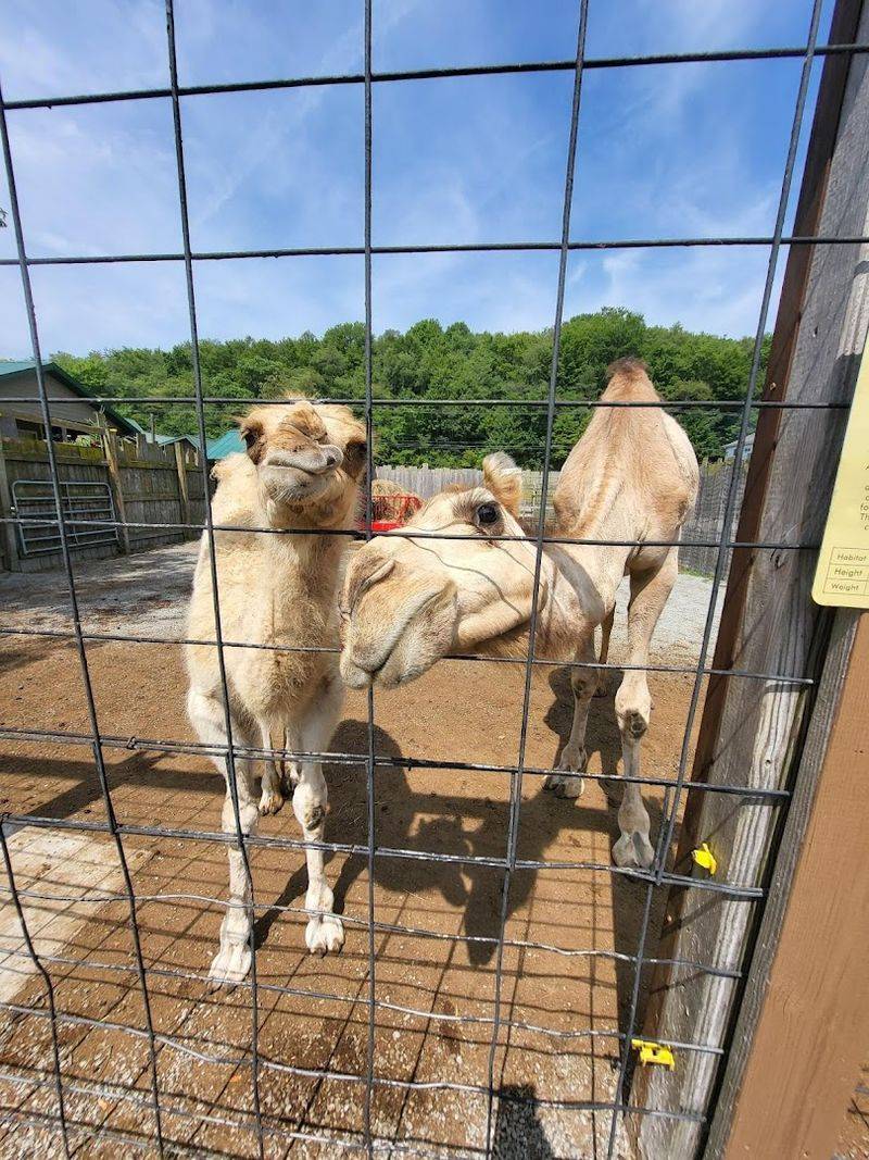 An Impressive Variety of Over 70 Species