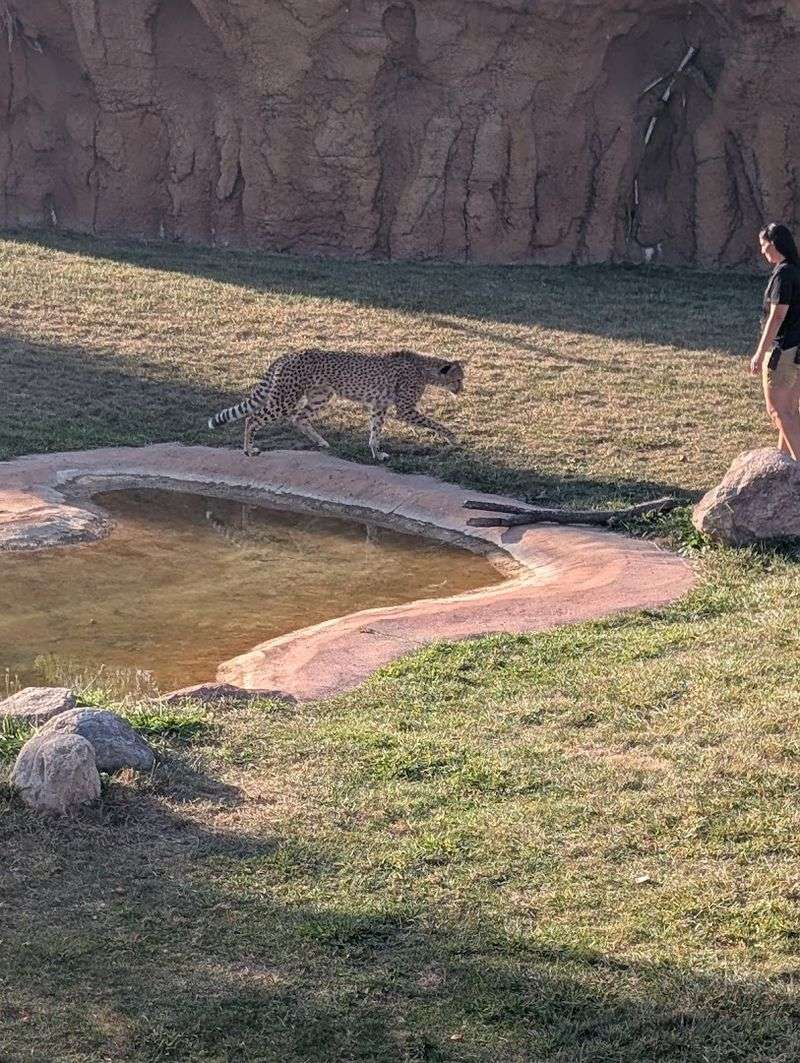 Watch Cheetahs Sprint Across the Plains