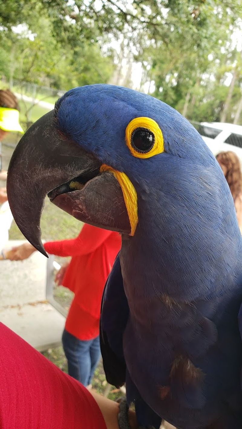 Macaw Aviaries With Vibrant, Free-Roaming Birds