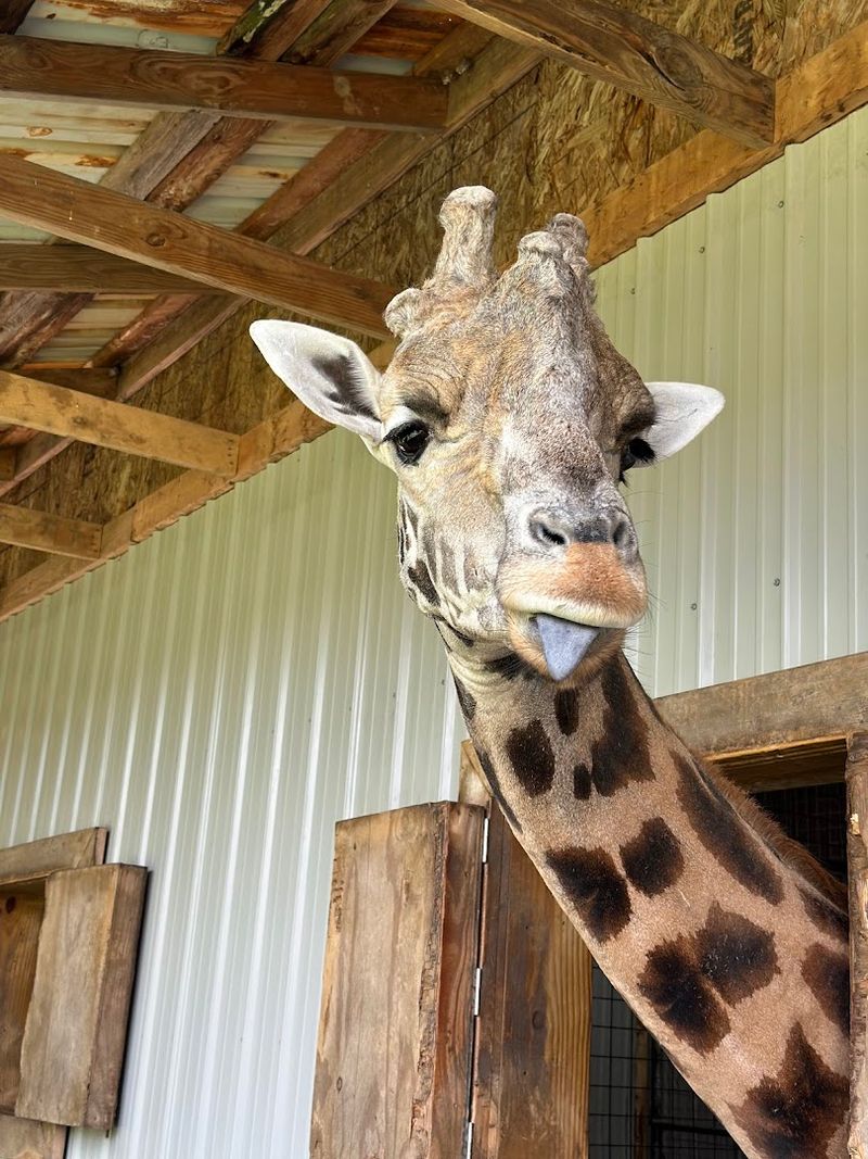 Face-to-Face Giraffe Feeding at the Tower