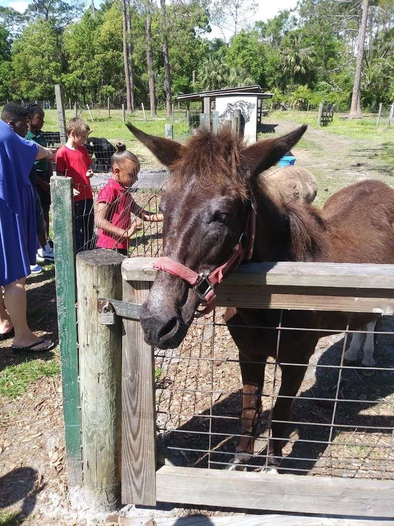 Farm Animal Encounters That Delight All Ages