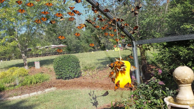 A Full Butterfly Life Cycle in One Visit