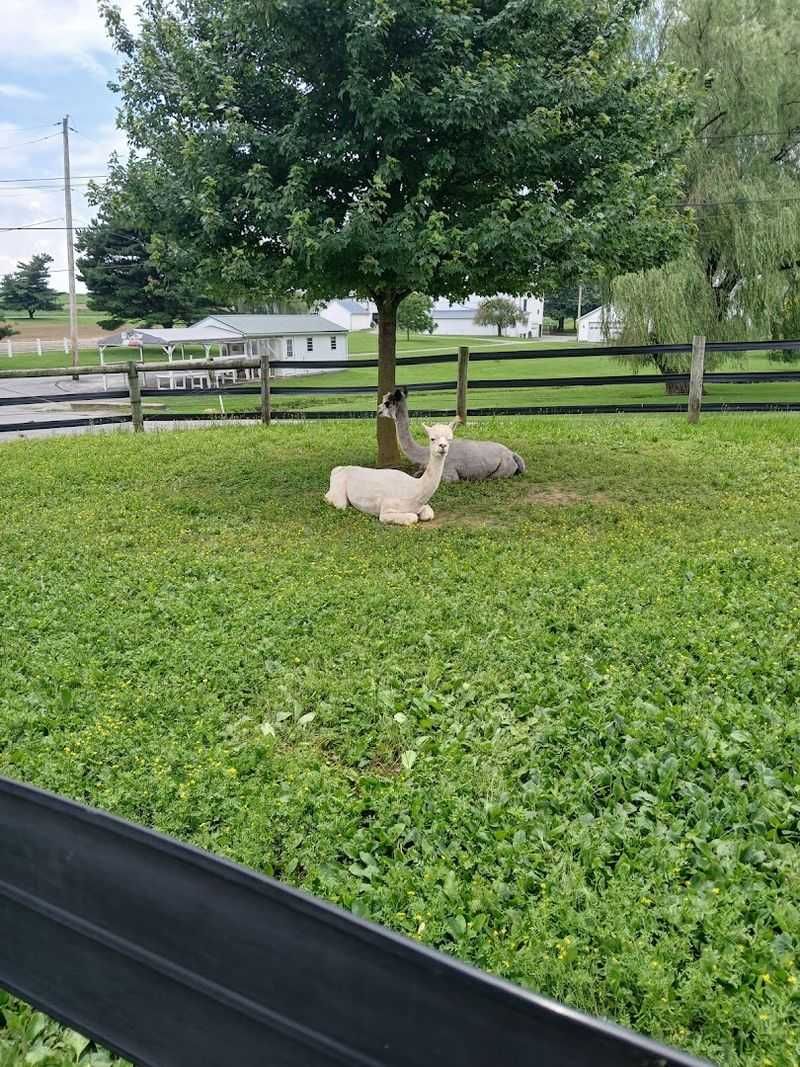 Treasure Hunt Animal Adventure