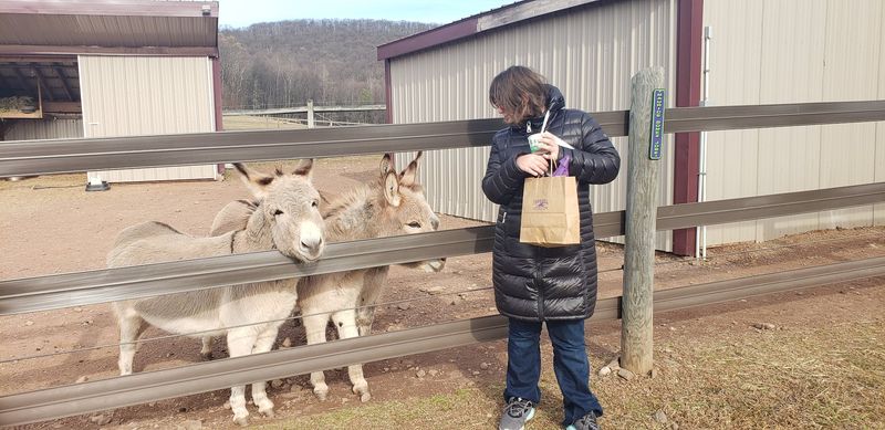 Friendly Farm Animals Including Adorable Donkeys