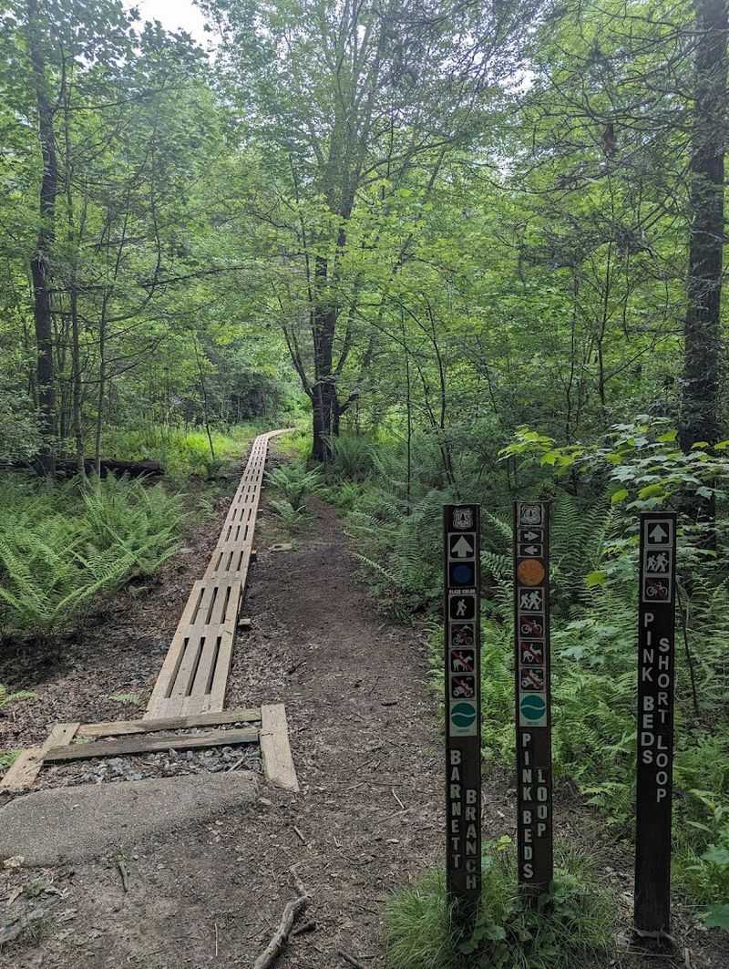 Pink Beds Loop (Pisgah National Forest)