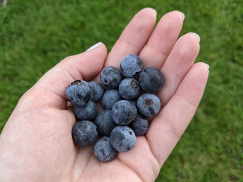 Herndon Hills Farm (Durham, NC)