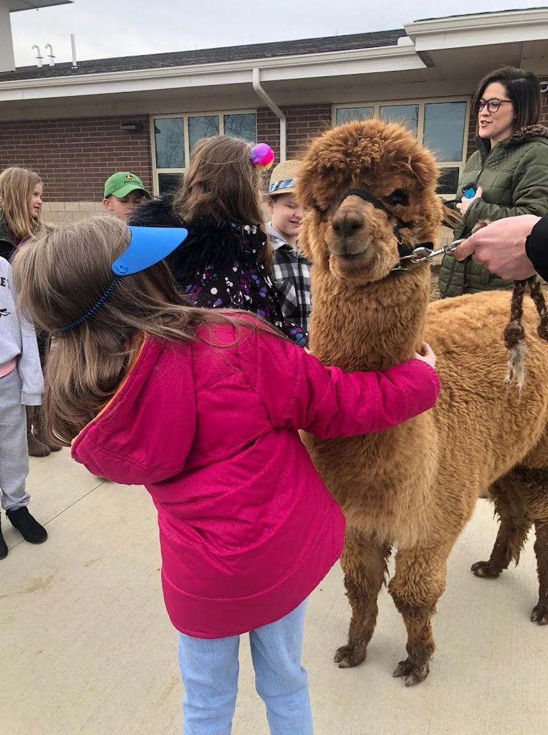 Midway to Heaven Alpaca Farm (Delaware, OH)