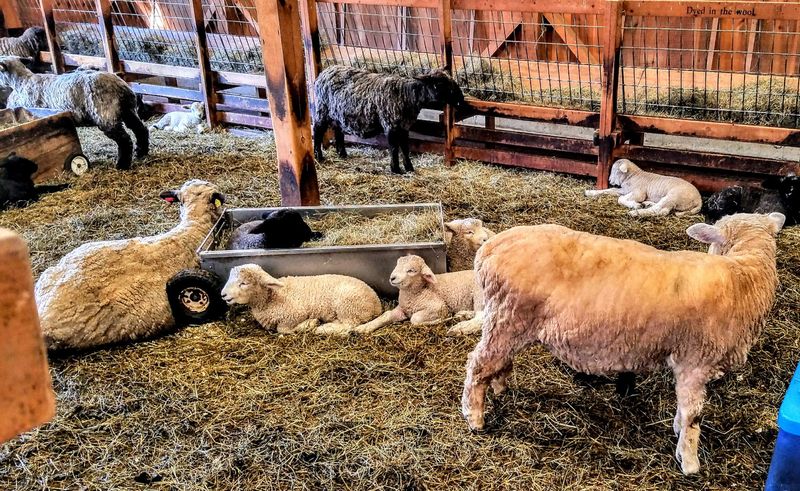 Drumlin Farm Wildlife Sanctuary