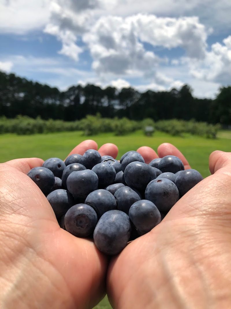 Wendell Blueberry Farm (Wendell, NC)