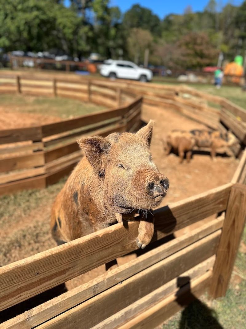 Mini Pigs and Piglet Encounters