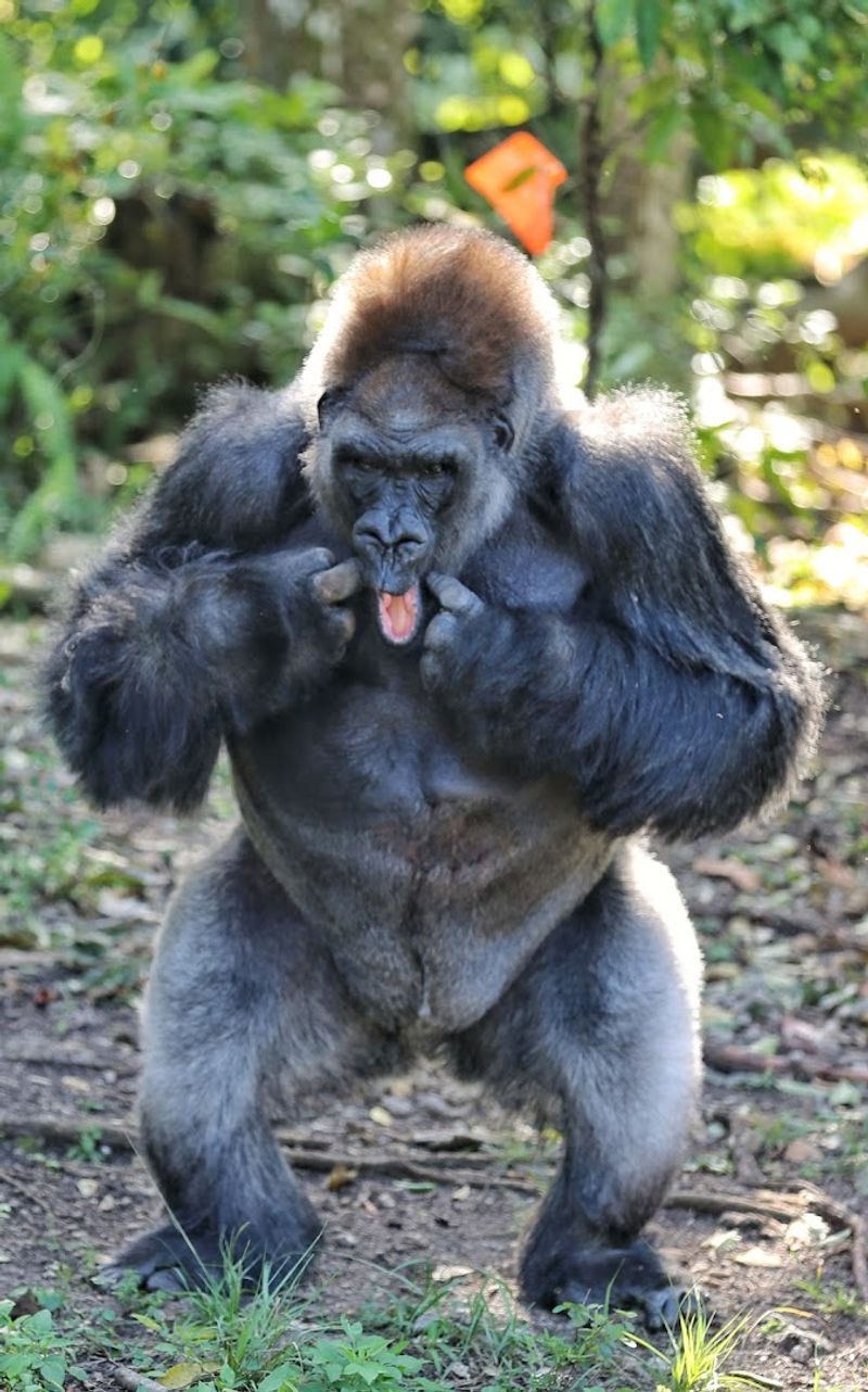 Monkey Shows and Feeding Demonstrations