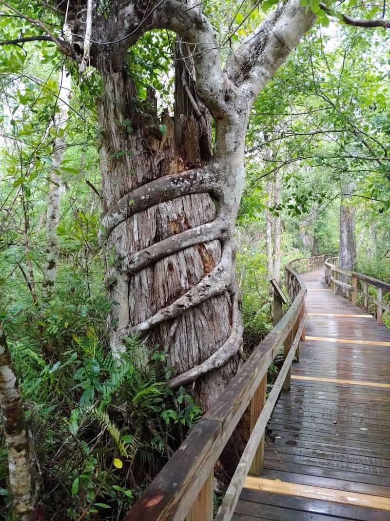 Fakahatchee Strand Preserve State Park Boardwalk
