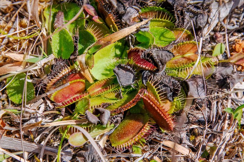 Stanley Rehder Carnivorous Plant Garden