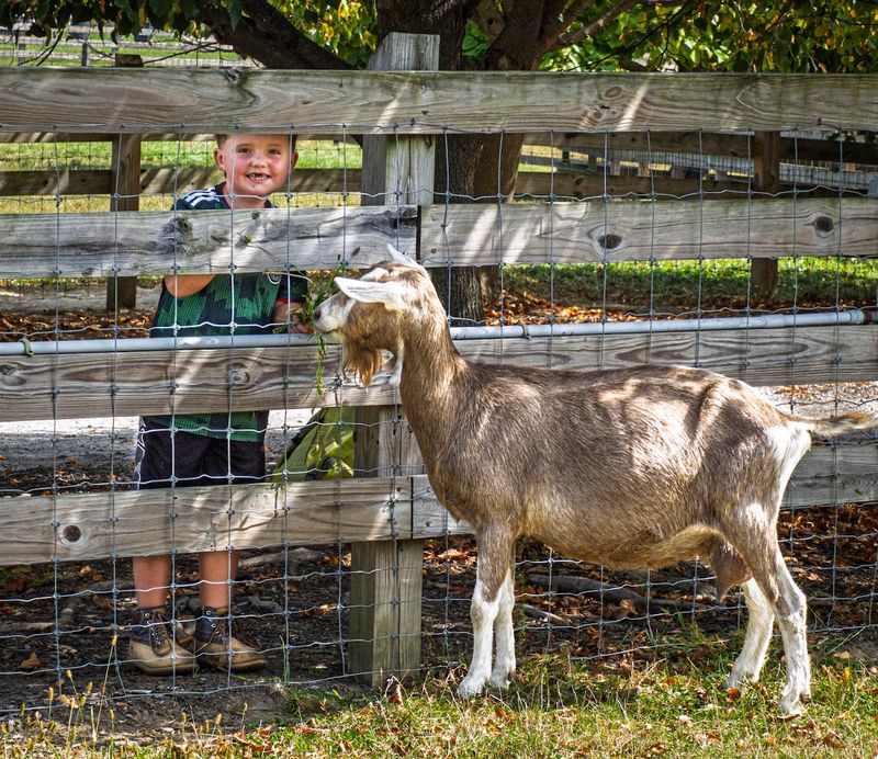 Animals and Farmyard Experiences That Kids Never Forget