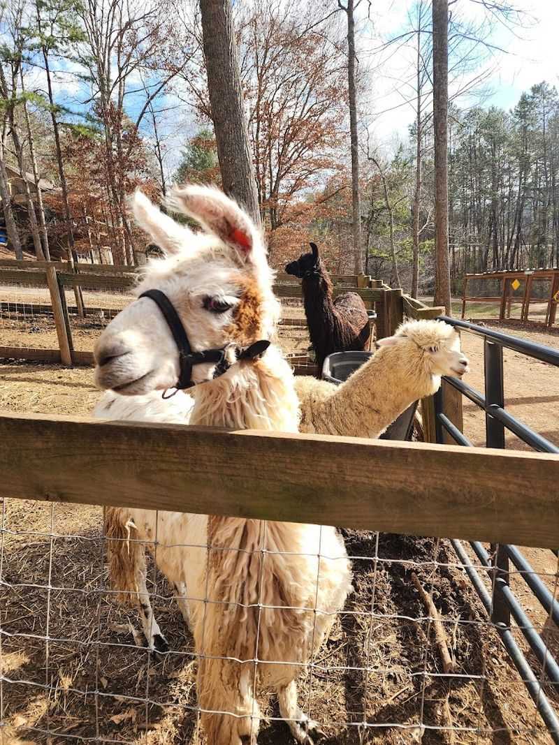 Location in the North Georgia Mountains