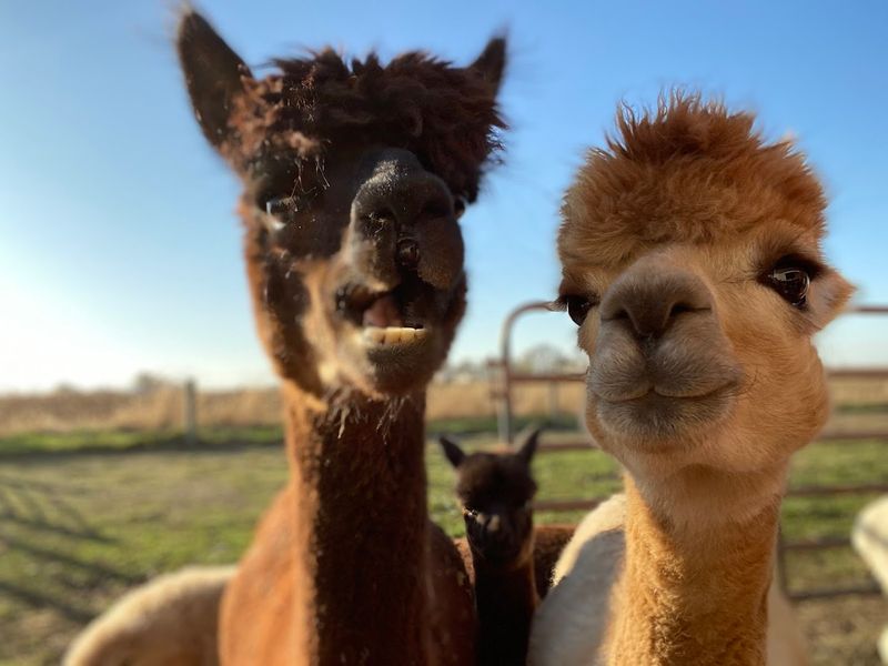 A & R Alpaca Farm and Gift Shop (Williamsport, OH)